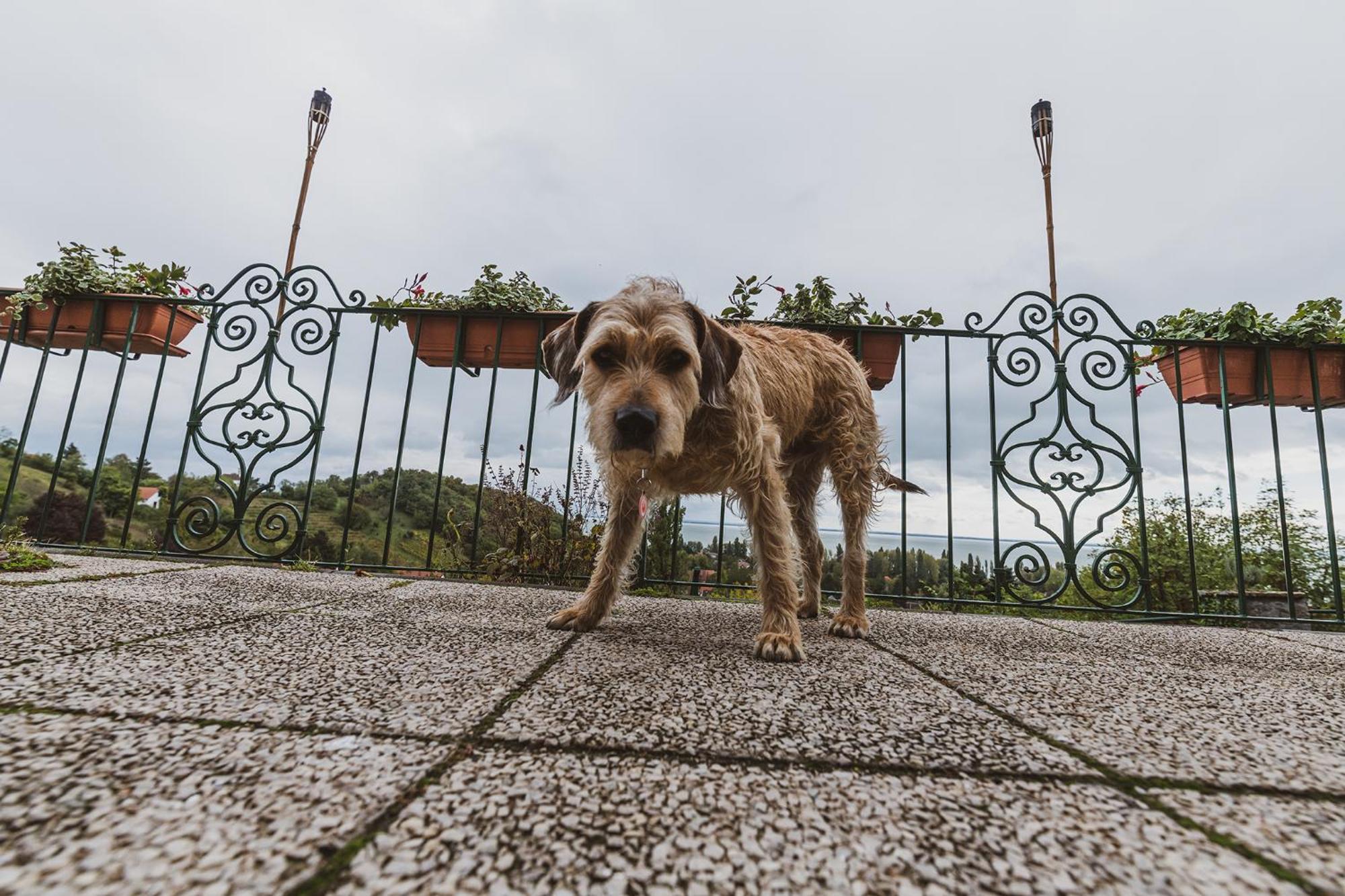 Villa Kabala Szigliget Exteriér fotografie